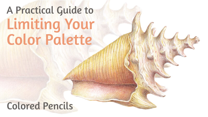 How to draw realistic seashell with colored pencils - step by step