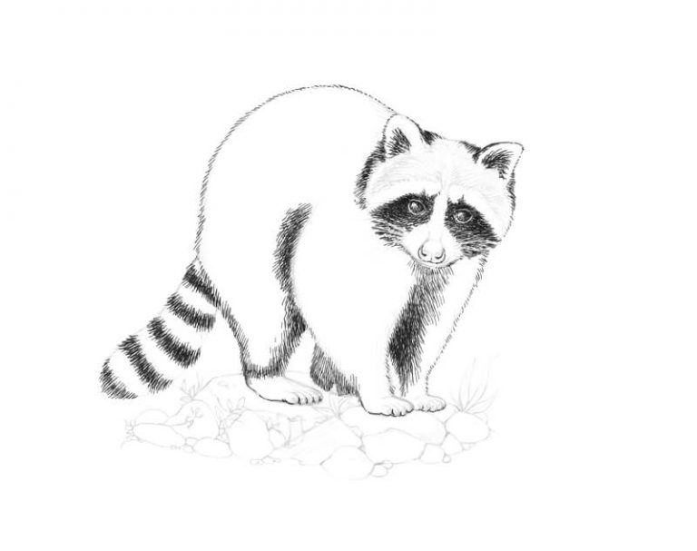 How to Draw a Raccoon with Ink Liners