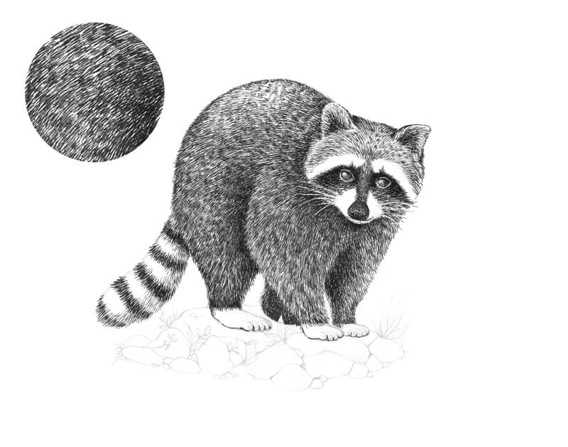 Completing the body of the raccoon with pen and ink