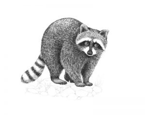 How to Draw a Raccoon with Ink Liners