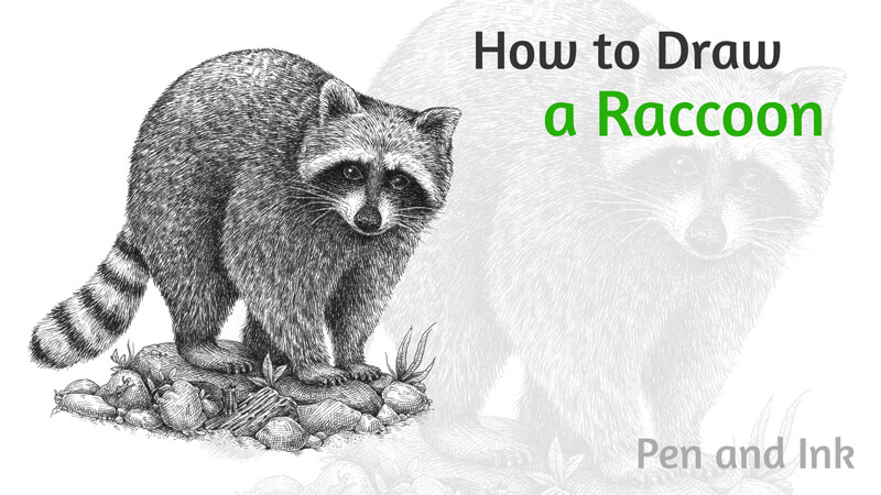 how to draw a realistic raccoon