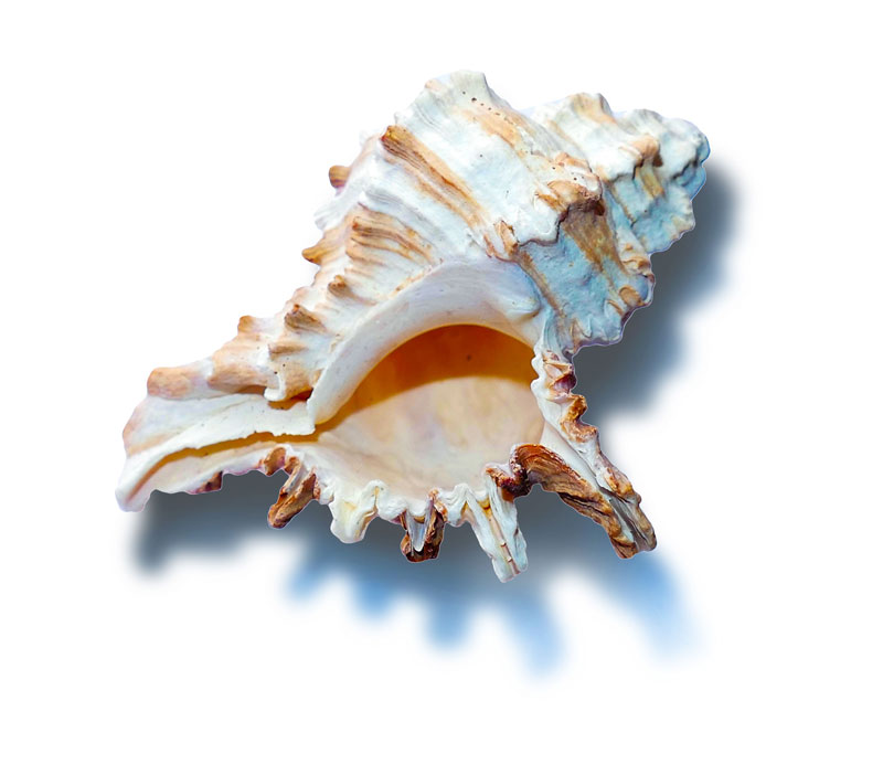 Seashell Reference Photo