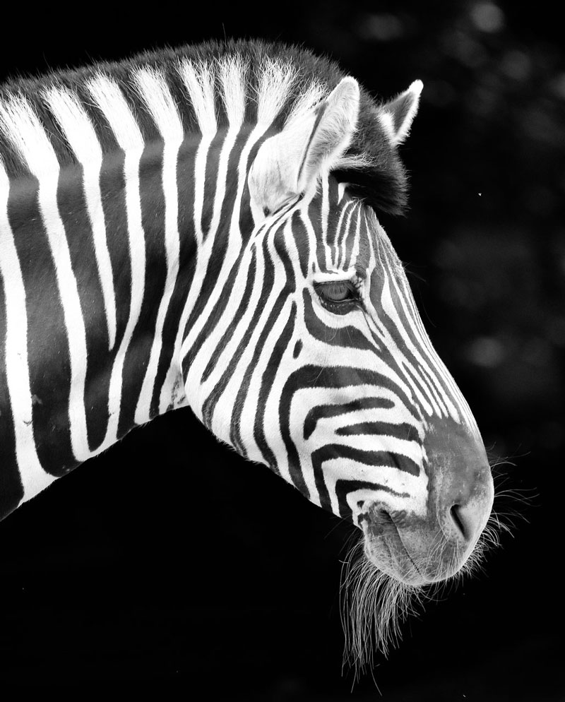 Zebra black and white photo reference