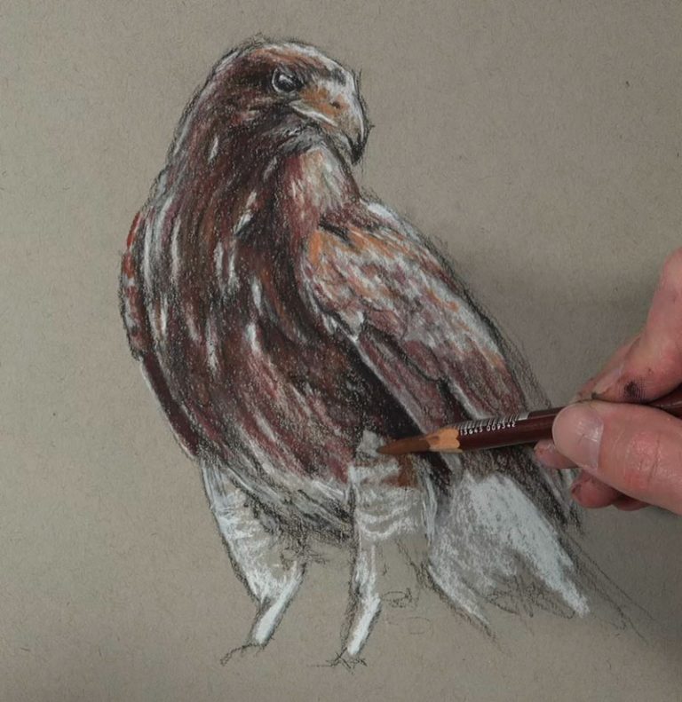 How to Draw a Hawk with Sepia Toned Pastels