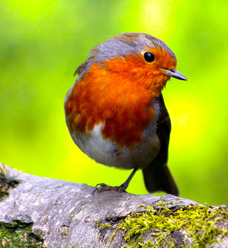 European Robin Photo reference