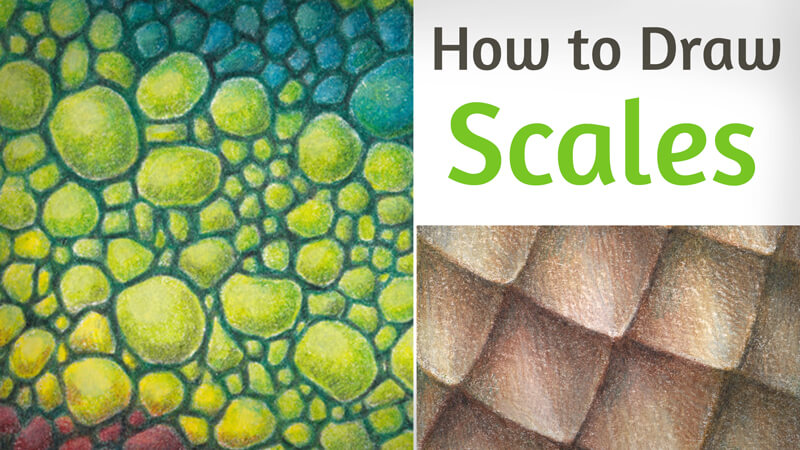 Schematic drawings showing different types of reptile scales Scales