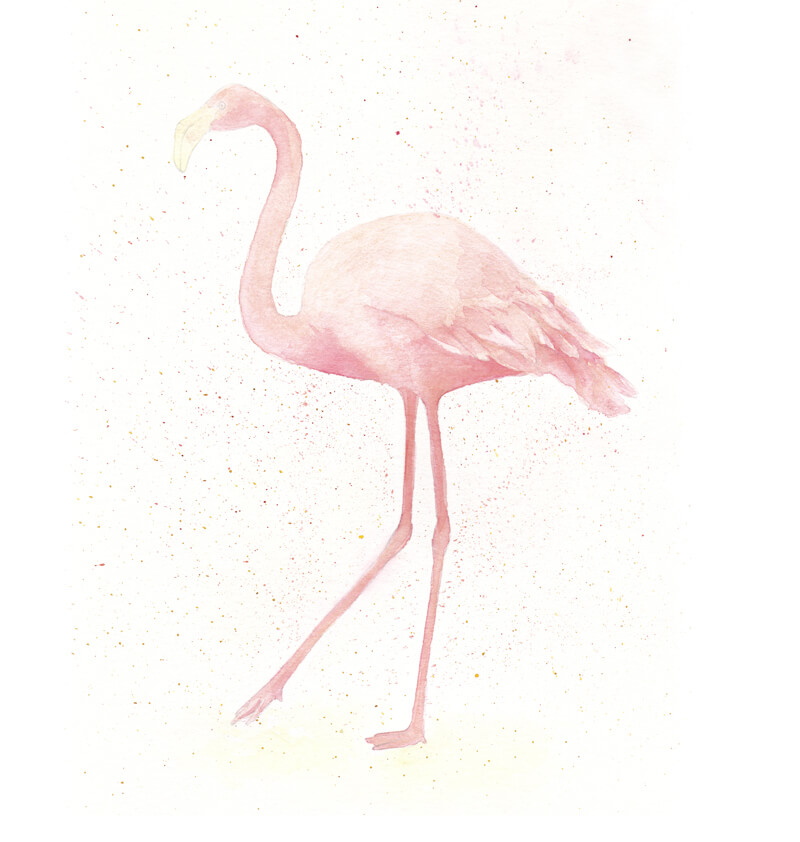 First applications of colored pencils on the flamingo