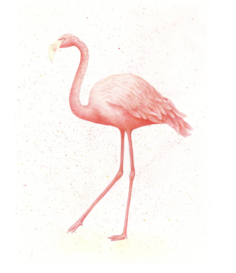 flamingo colored pencil drawing