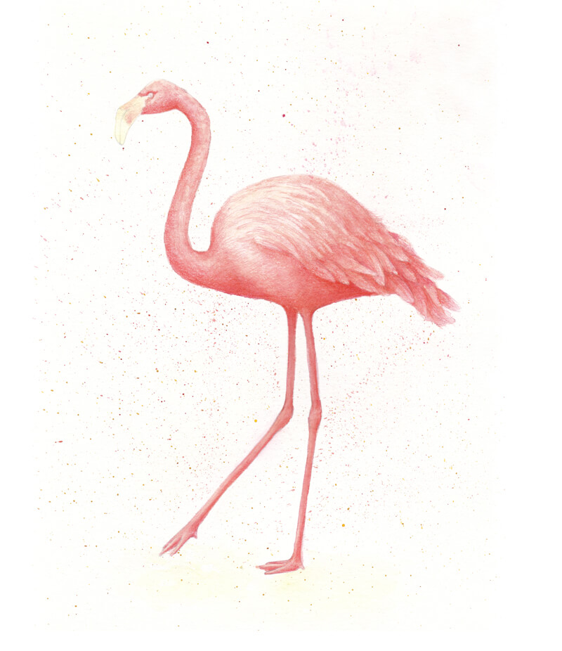 Flamingo Drawing Realistic - Drawing Skill