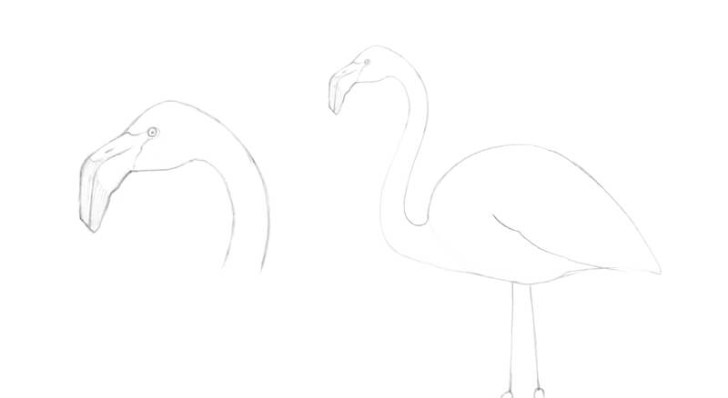 How to Draw a Flamingo - Really Easy Drawing Tutorial