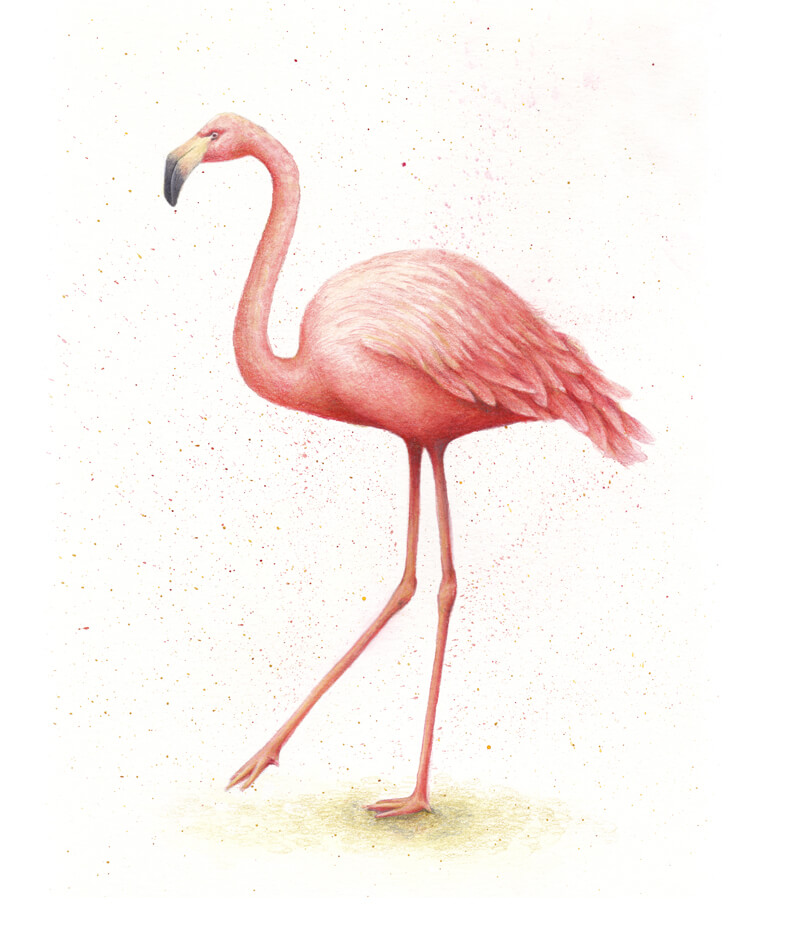 Flamingo Drawing