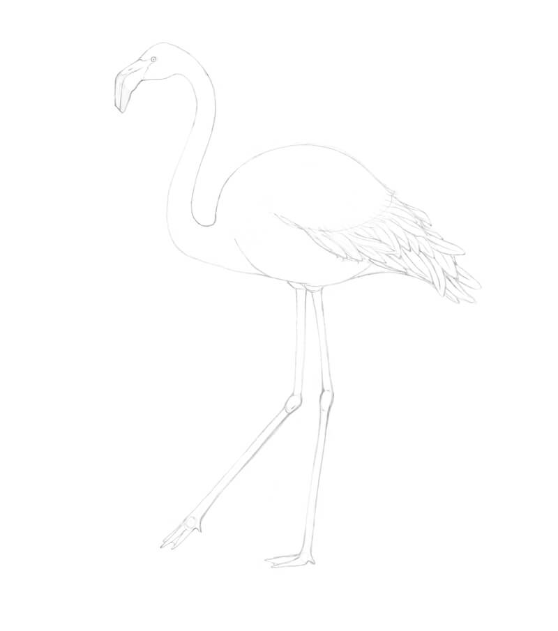 Drawing Flamingos - Flamingo Transparent Background Clip Art Transparent  PNG - 414x597 - Free Download on NicePNG