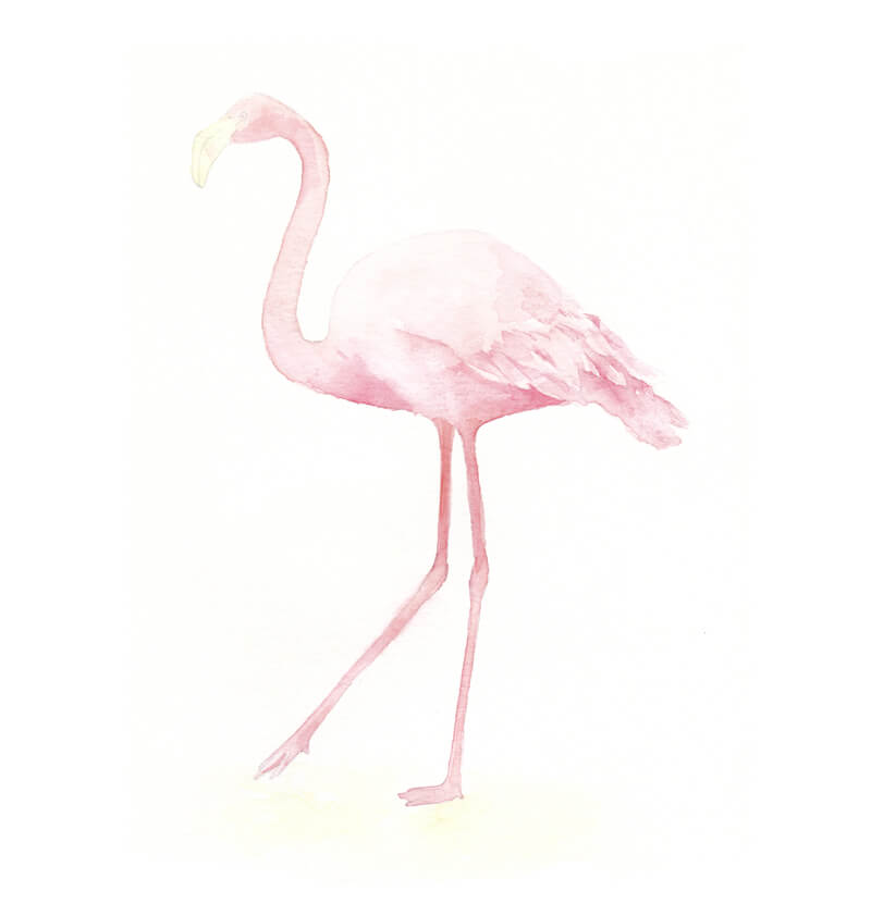 Flamingo - sketch during lunchtime :: Behance