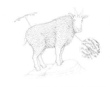 How to Draw a Goat with Pen and Ink