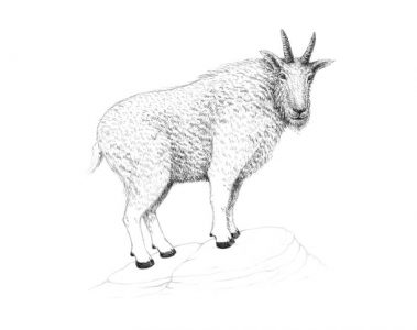 How to Draw a Goat with Pen and Ink