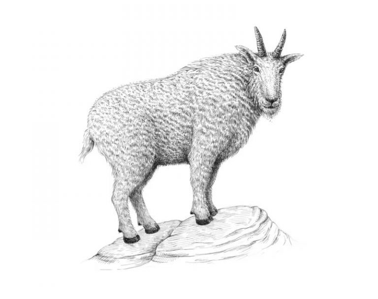 How to Draw a Goat with Pen and Ink