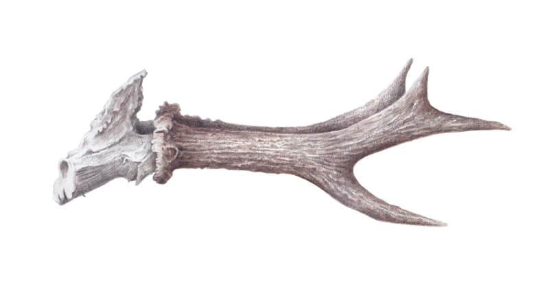 Drawing details on the antler with colored pencils