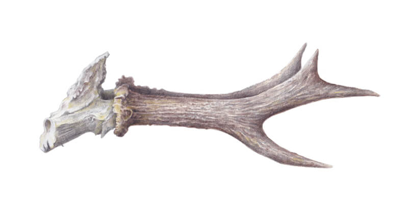 Adding interest to the antler drawing