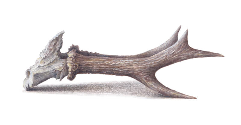 Colored pencil drawing of antlers
