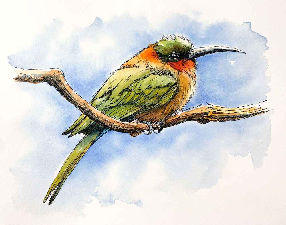 Pen and ink with watercolor painting of a bird