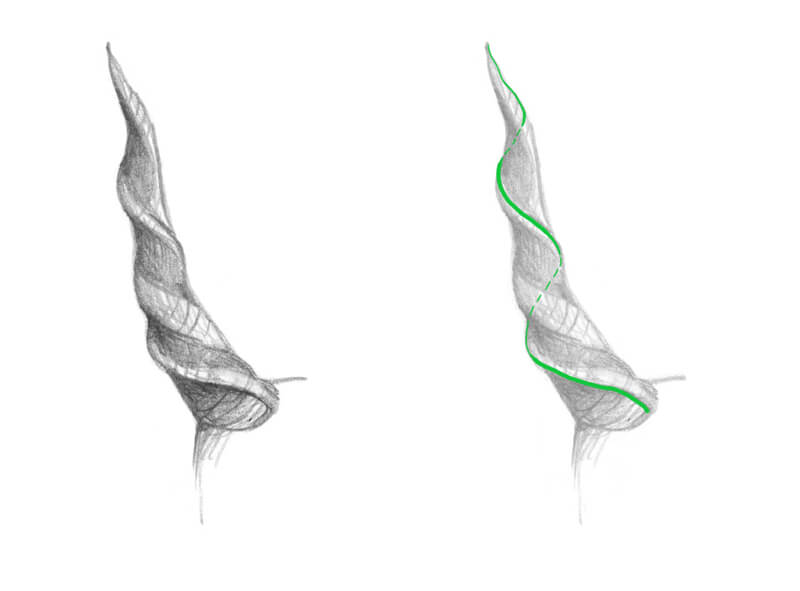 Drawing the inner structure of the antler