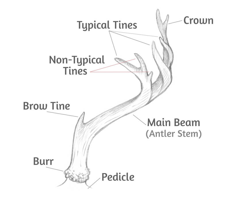 How to Draw Horns and Antlers