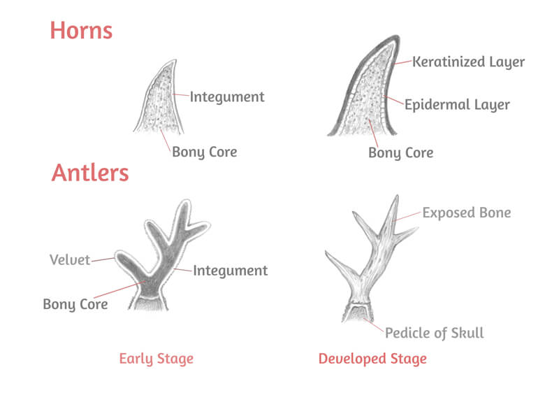 Drawings of horns and antlers at different stages of growth