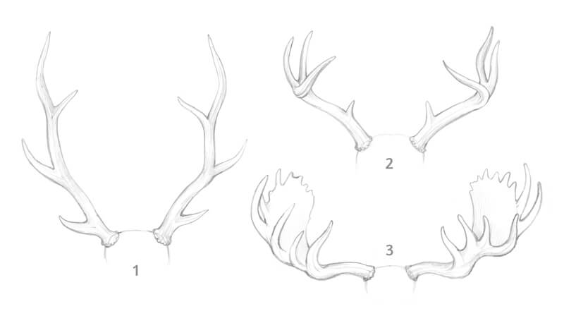Different types of antlers