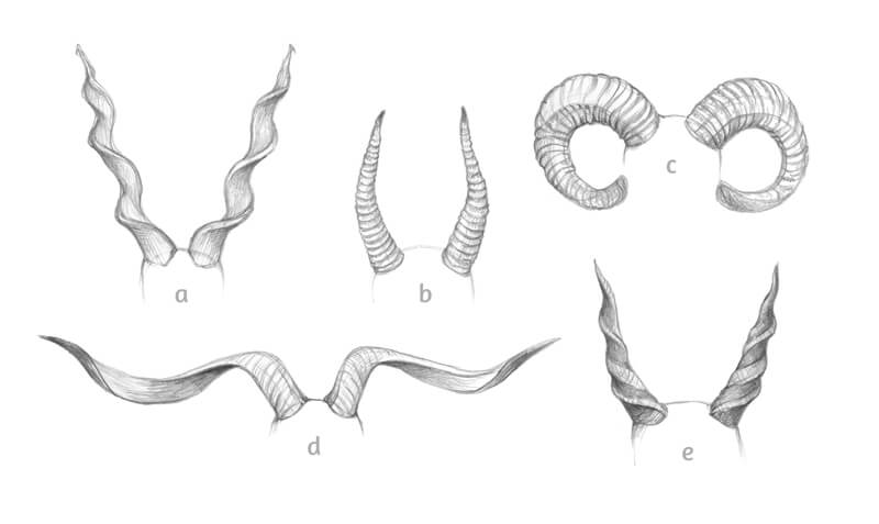 Drawings of different species of horns