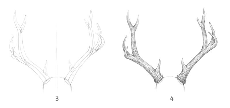 How to draw antlers - step 2
