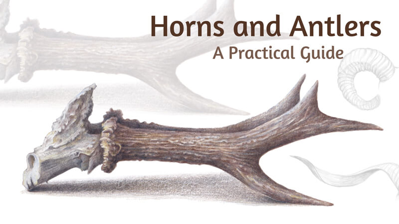 How to draw antlers and horns