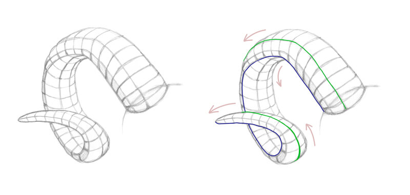 Drawing the contours of the horns