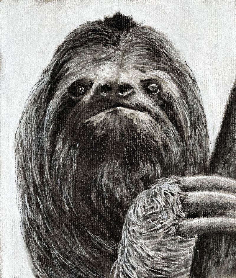 sloth drawing