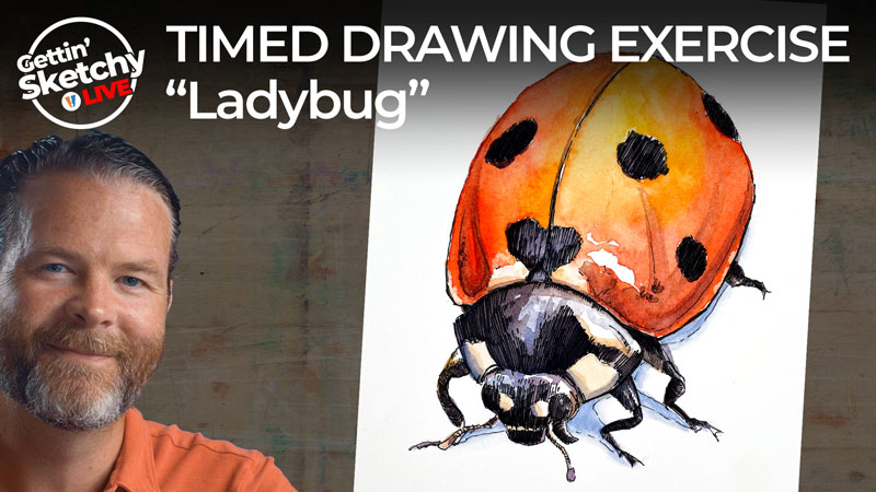 Draw a Ladybug with watercolor and pen and ink