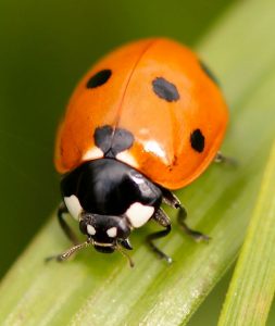 Line and Wash Drawing of a Ladybug – Timed Drawing Exercise