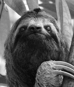 How to Draw a Sloth with Charcoal