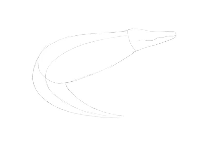Drawing simple shapes for the head and body of the crocodile