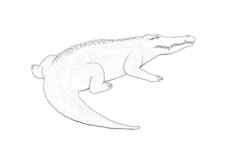 How To Draw A Crocodile With Pen And Ink