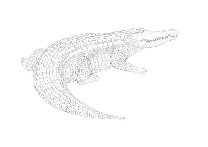 Drawing the texture of the crocodile head