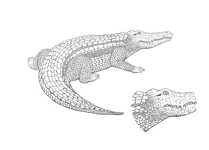 Outlining the scales of the crocodile with ink