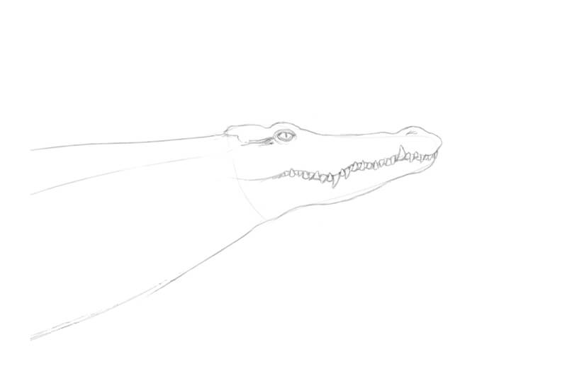 Drawing the details of the head of the crocodile with pencil