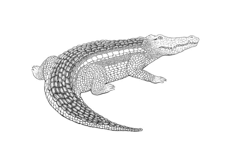 Drawing texture on the scales of the crocodile