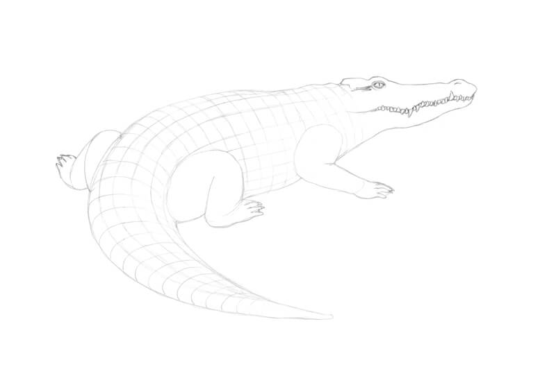 Drawing additional guidelines for the pattern of the scales on the back of the crocodile