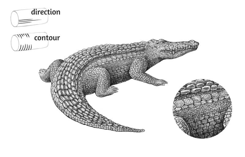 Close up drawing of the texture of the crocodile