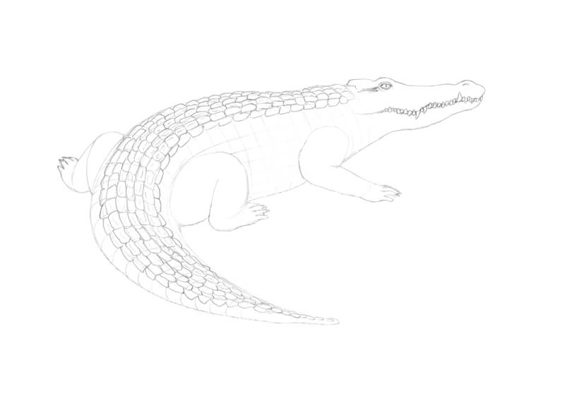 6 how to draw a crocodile graphite pencil adding larger keeled scales