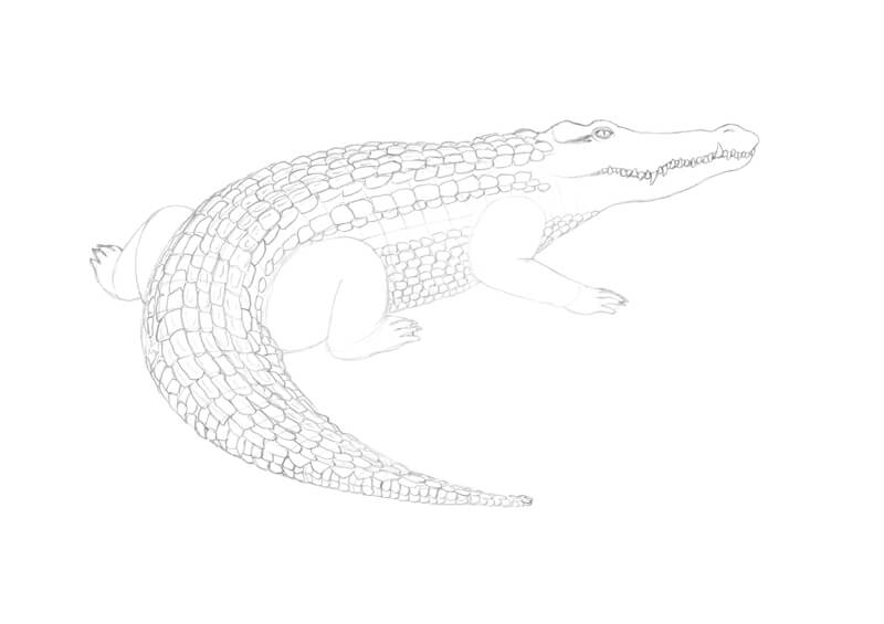 Drawing medium sized scales on the back of the crocodile