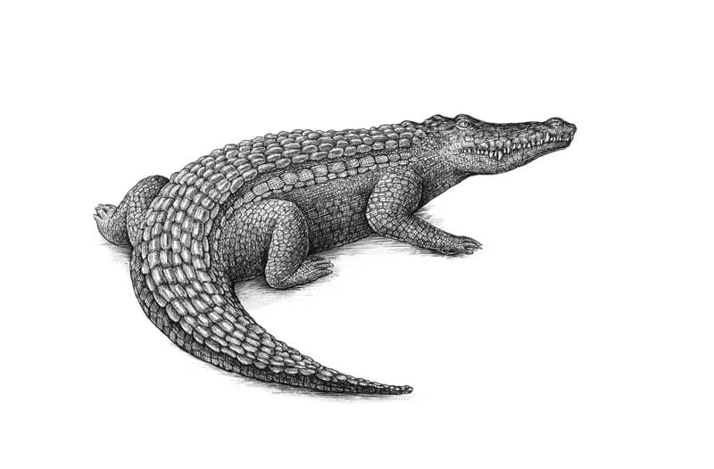 Pen and ink drawing of a crocodile