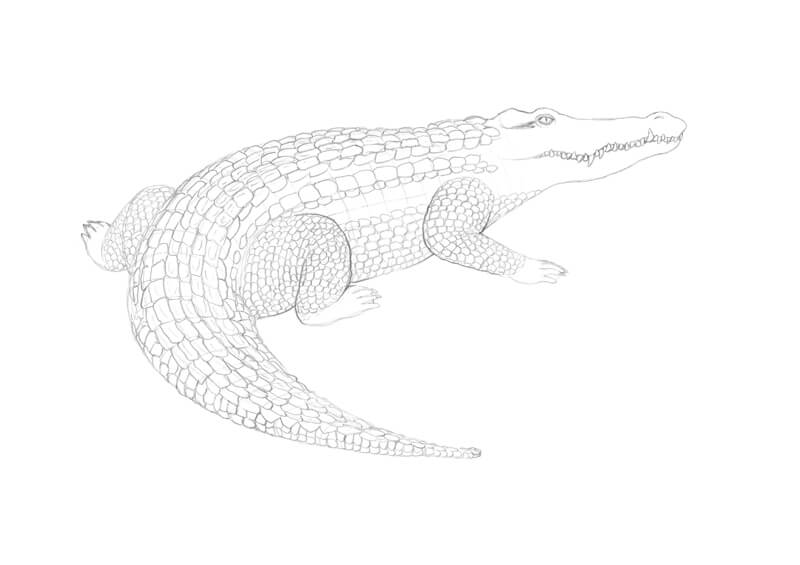 Drawing scales to the legs of the crocodile