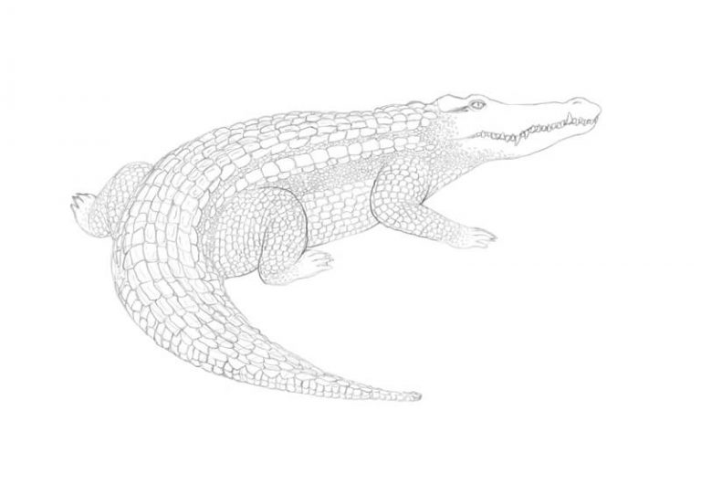 How to Draw a Crocodile with Pen and Ink