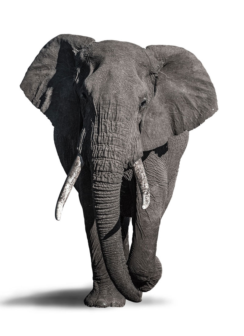 elephant drawing image